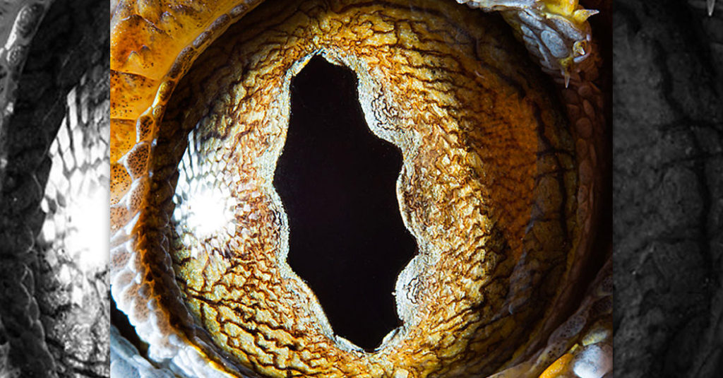 Amazing Tokay Gecko Eyes
