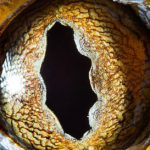 Amazing Tokay Gecko Eyes