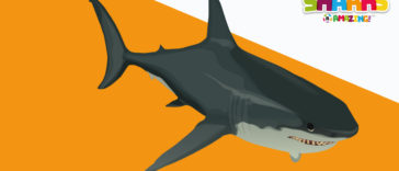 Shark's age