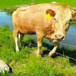 Mother cow clearly asks man to rescue her newborn calf