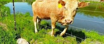 Mother cow clearly asks man to rescue her newborn calf