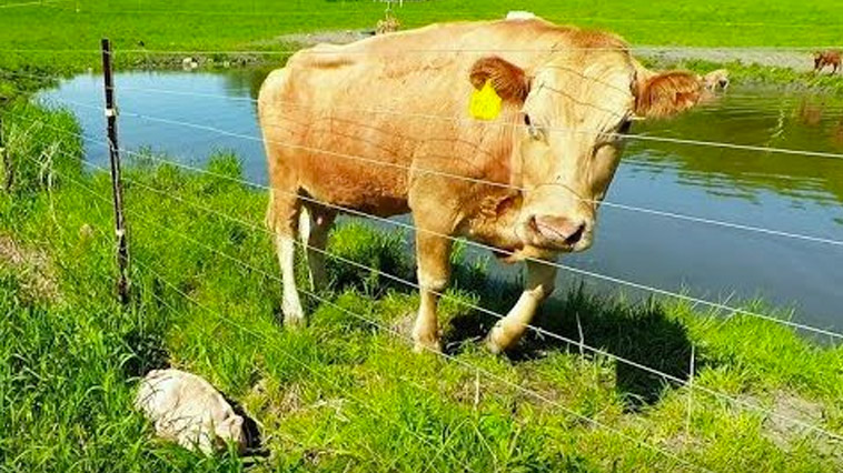 Mother cow clearly asks man to rescue her newborn calf
