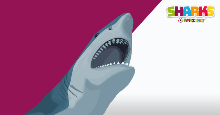 Dolphins and shark fight