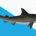 Becoming a shark's friend