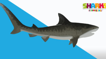 Becoming a shark's friend