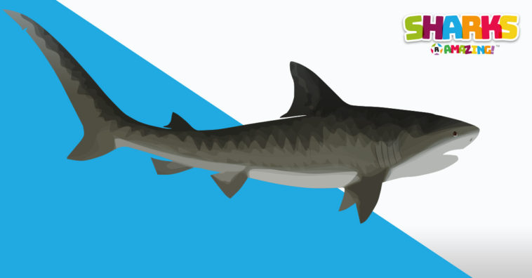 Becoming a shark's friend