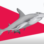 Hammerhead sharks