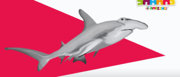 Hammerhead sharks