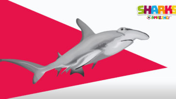 Hammerhead sharks