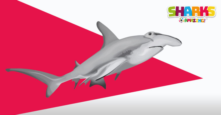 Hammerhead sharks