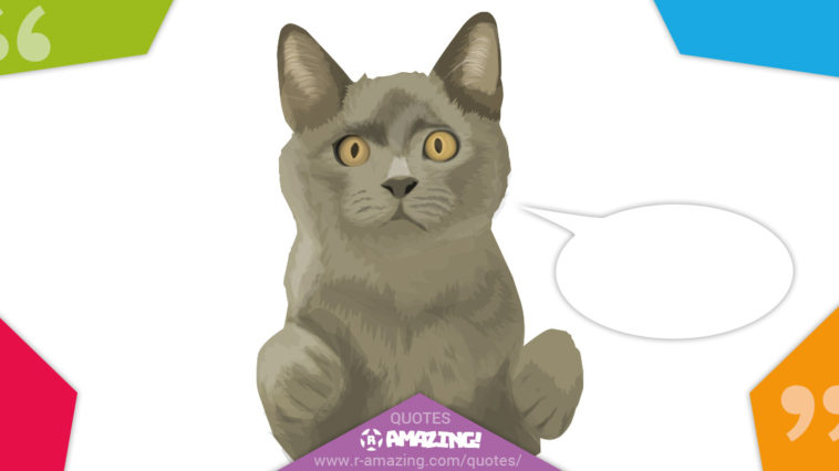 Amazing Cat Quotes