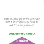 Amazing Cat Quotes - Ask