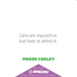 Amazing Cat Quotes - Inquisitive