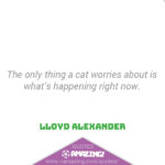 Amazing Cat Quotes - Now