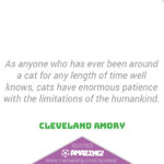 Amazing Cat Quotes - Patience