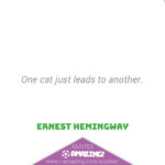 Amazing Cat Quotes - Another