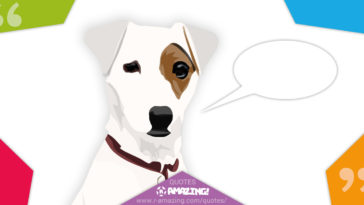 Amazing Dog Quotes