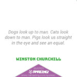 Amazing Pig Quotes - Equals