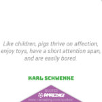 Amazing Pig Quotes - Attention