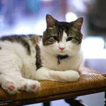 Oscar the miracle cat