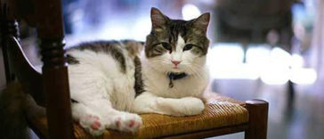 Oscar the miracle cat