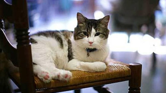 Oscar the miracle cat