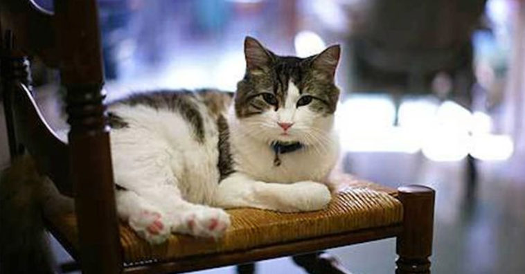 Oscar the miracle cat