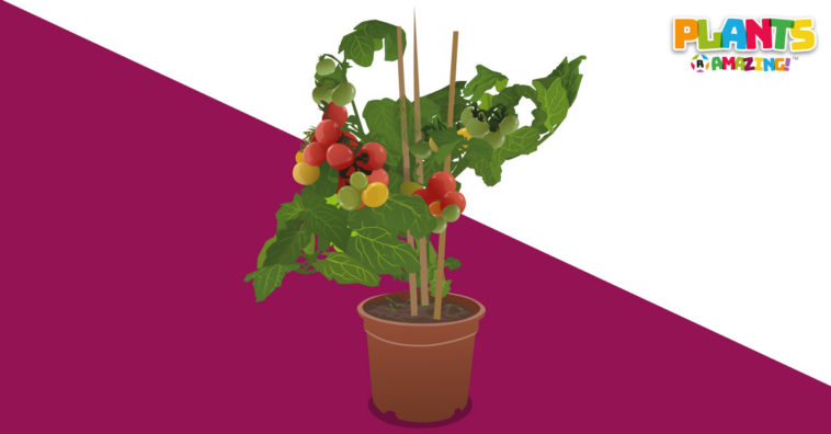 Plants R Amazing - Communicating