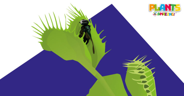Plants R Amazing - Venus Flytrap
