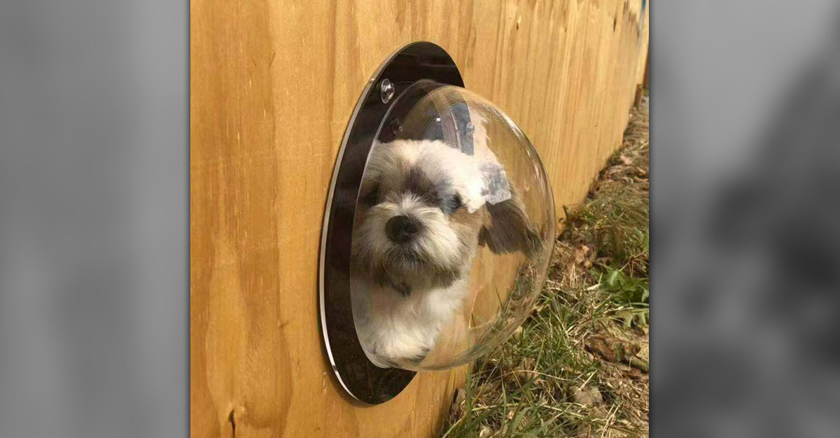 Amazing Windows - Dog Viewing Window