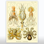 Octopus Poster
