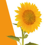 Plants R Amazing - Awareness