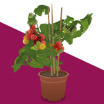 Plants R Amazing - Communicating