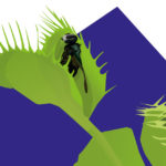 Plants R Amazing - Venus Flytrap