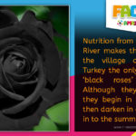 R Amazing! Facts - Black Roses