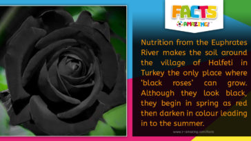 R Amazing! Facts - Black Roses