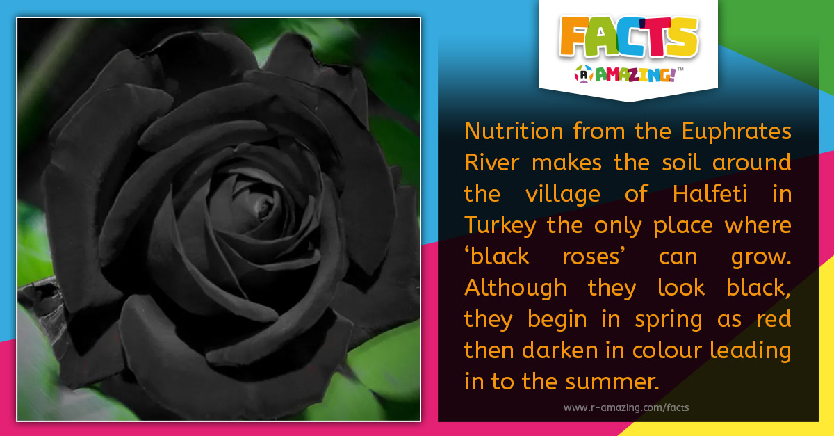 R Amazing! Facts - Black Roses