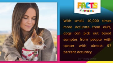 R Amazing! Facts - Dogs Smell Cancer