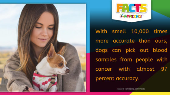 R Amazing! Facts - Dogs Smell Cancer