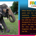 R Amazing! Facts - Elephant Prosthetic Leg