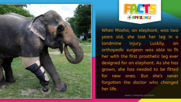 R Amazing! Facts - Elephant Prosthetic Leg