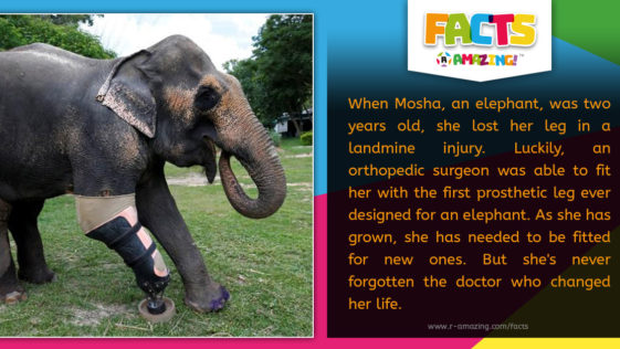R Amazing! Facts - Elephant Prosthetic Leg