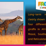 Four Species of Giraffes