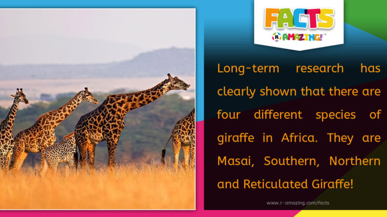 Four Species of Giraffes