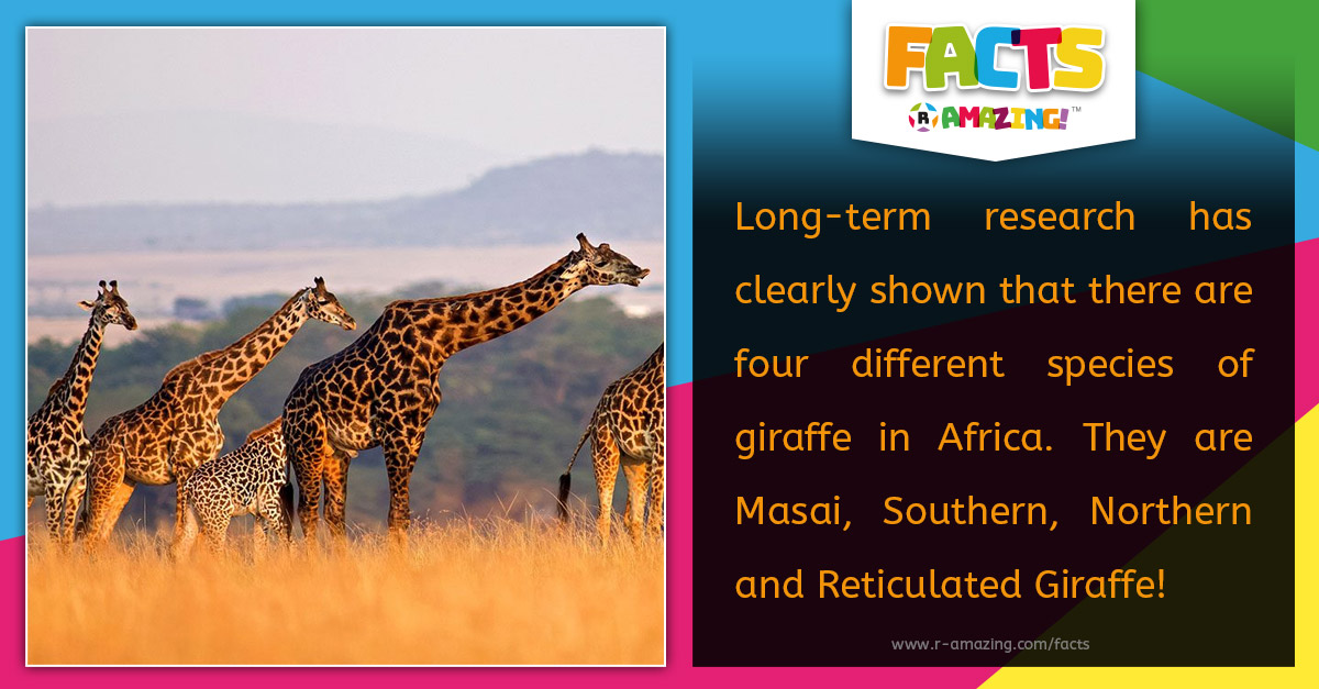 Four Species of Giraffes