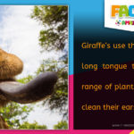 R Amazing Facts - Giraffe Tongue