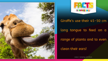 R Amazing Facts - Giraffe Tongue