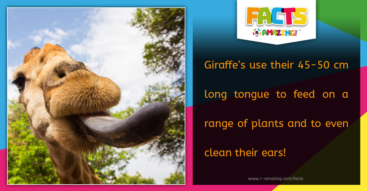 R Amazing Facts - Giraffe Tongue