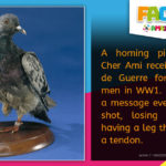 R Amazing! Facts - Homing Pigeon