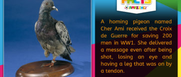 R Amazing! Facts - Homing Pigeon